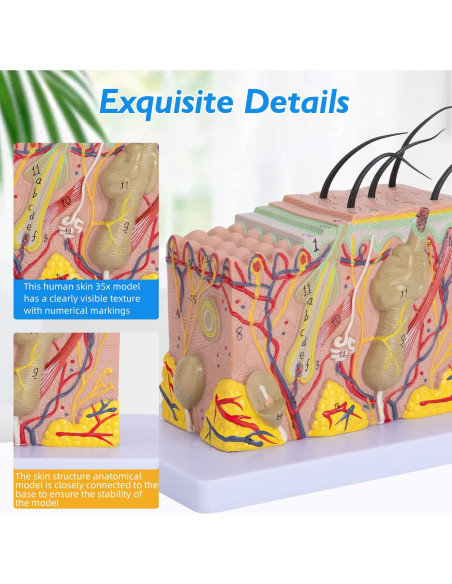 Modelo Anatómico de Piel Humana 35x Faruijie 20x12x12 cm