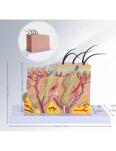 Modelo Anatómico de Piel Humana 35x Faruijie 20x12x12 cm
