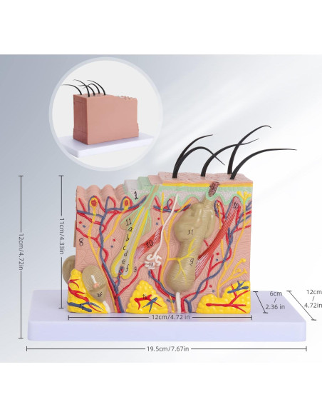 Modelo Anatómico de Piel Humana 35x Faruijie 20x12x12 cm
