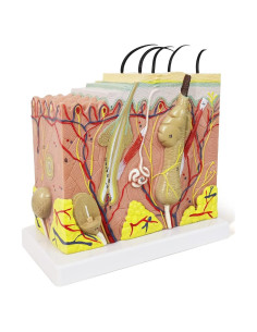 Modelo Anatómico de Piel Benilev 50X para Aula de Ciencias