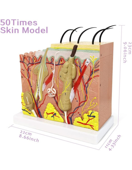 Modelo Anatómico de Piel Benilev 50X para Aula de Ciencias