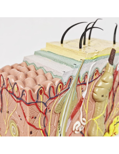 Modelo Anatómico de Piel Benilev 50X para Aula de Ciencias