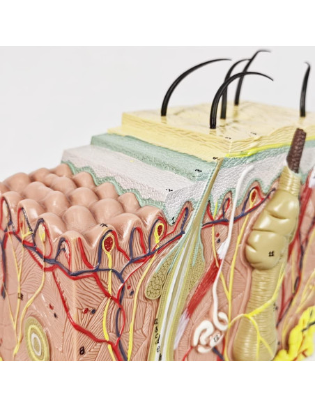 Modelo Anatómico de Piel Benilev 50X para Aula de Ciencias