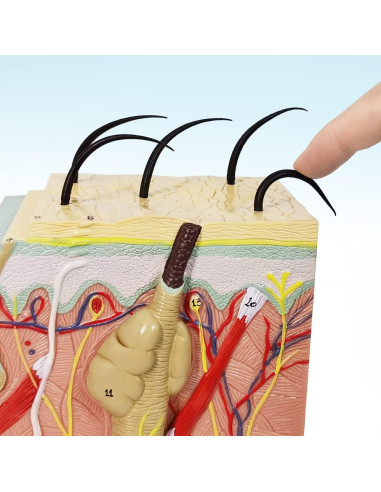 Modelo Anatómico de Piel Benilev 50X para Aula de Ciencias