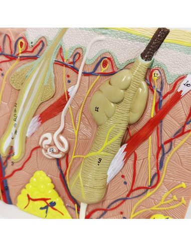 Modelo Anatómico de Piel Benilev 50X para Aula de Ciencias