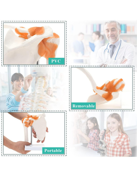 Modelo de Anatomía del Hombro RONTEN con Ligamentos Funcionales