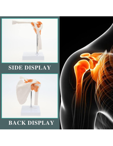 Modelo de Anatomía del Hombro RONTEN con Ligamentos Funcionales