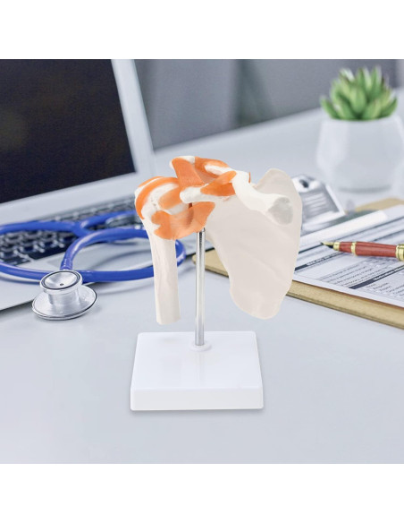 Modelo de Anatomía del Hombro RONTEN con Ligamentos Funcionales