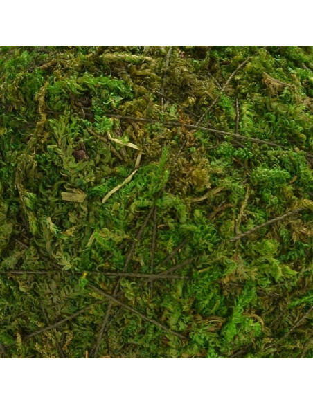 Bolas Decorativas de Musgo Natural BYHER - Set de 12 (5.08 cm)