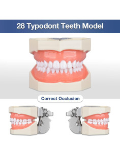 Typodont Dental Ultrassist 28 Dientes Desmontables para Estudiantes 2