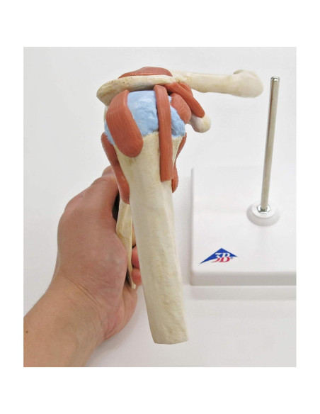 Modelo de Articulación del Hombro 3B Scientific A80/1 - Tamaño Real Modelo de Articulación del Hombro 3B Scientific A80/1 - Tamaño Real