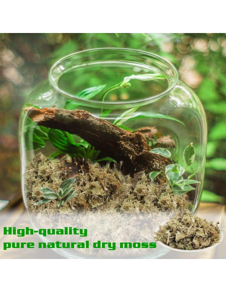 Musgo Sphagnum Premium Halatool 85 g para Plantas 4 qt