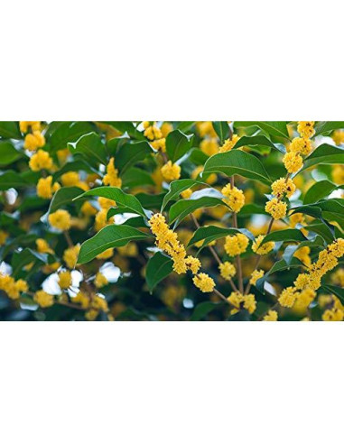 Té de Hierbas Flor de Osmanthus Seco 113.4g DemasiadoGet
