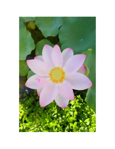 Lente Canon RF 16mm f/2.8 STM + Kit de Filtros y Accesorios