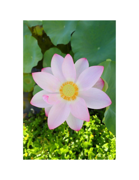 Lente Canon RF 16mm f/2.8 STM + Kit de Filtros y Accesorios Lente Canon RF 16mm f/2.8 STM + Kit de Filtros y Accesorios