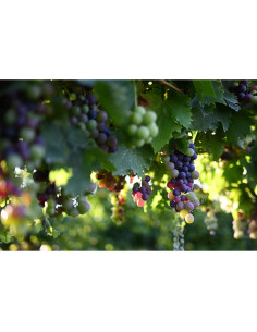 Lente Nikon NIKKOR Z 40mm f/2 para cámaras sin espejo 2