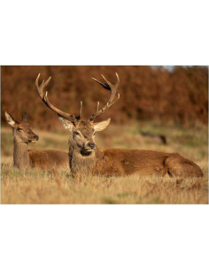 Lente Sigma 60-600mm F4.5-6.3 DG DN OS para Sony E 2