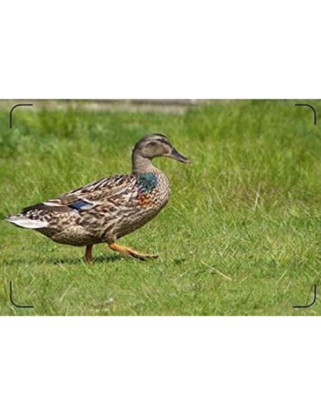 Lente Telefoto 3.5x Digital Nc para Cámaras Sony Nikon Canon Lente Telefoto 3.5x Digital Nc para Cámaras Sony Nikon Canon