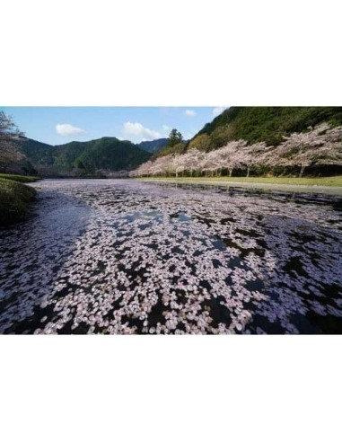 Lente Gran Angular Zoom Sony FE 12-24mm F4 G SEL1224G