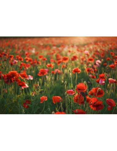 Lente Sigma 28-45mm f1.8 DG DN Art para Sony E - Ultra Rápido