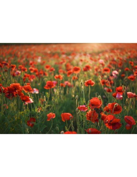 Lente Sigma 28-45mm f1.8 DG DN Art para Sony E - Ultra Rápido