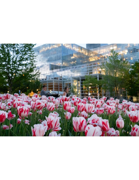 Lente Sigma 28-45mm f1.8 DG DN Art para Sony E - Ultra Rápido