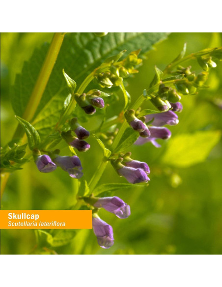 Extracto Líquido de Escutelaria Orgánica Herb Pharm 113.4 ml