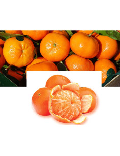 Té de cáscara de mandarina seca Goodlife 300g 2