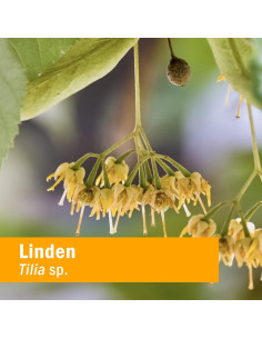 Extracto Líquido de Tilo Herb Pharm 29.57 ml Soporte Cardiovascular 2