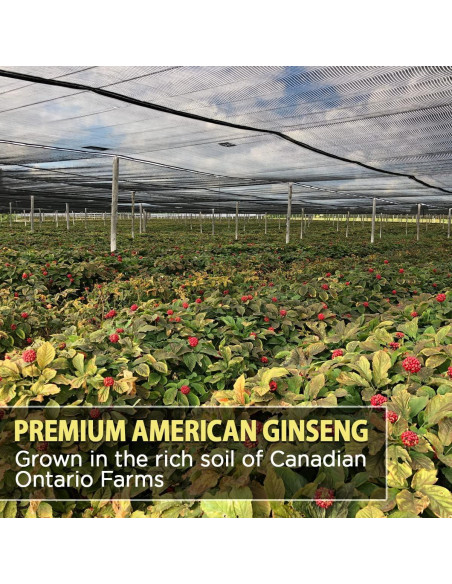 Polvo de Ginseng Americano AKI 42.5g - 4% Ginsenósidos