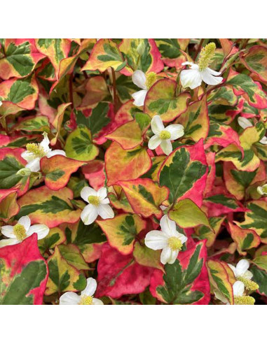 Cápsulas de Houttuynia Cordata Elementos de la Tierra 200 Unidades
