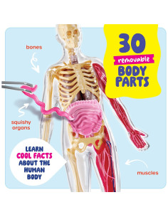 Dan&Darci Cuerpo Humano Squishy - Juguete Educativo 4-8 Años 2