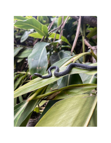 Juguete de Serpiente Falsa HOHAJIU 10 PCS Realista 24-45 cm