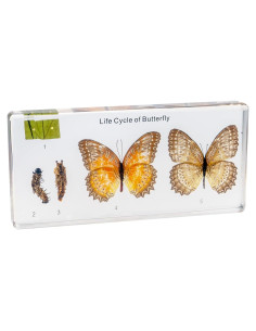 Kit de Insectos en Resina EJLIFEBOX - Mariposa y Más