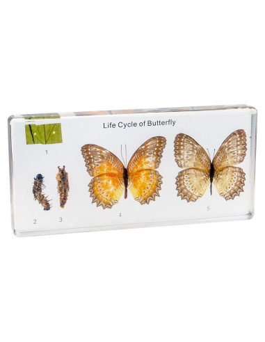 Kit de Insectos en Resina EJLIFEBOX - Mariposa y Más