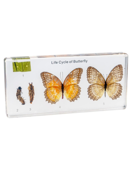 Kit de Insectos en Resina EJLIFEBOX - Mariposa y Más