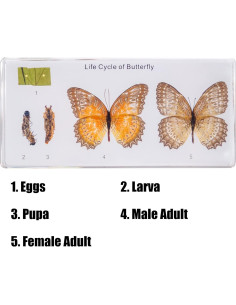 Kit de Insectos en Resina EJLIFEBOX - Mariposa y Más 2