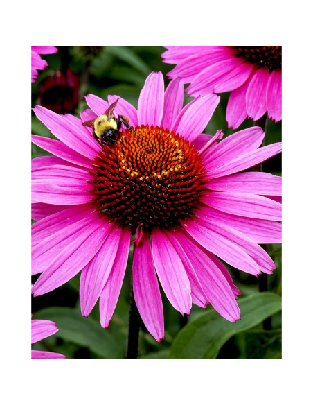 Extracto Líquido Echinacea Super Orgánica Herb Pharm 30 ml