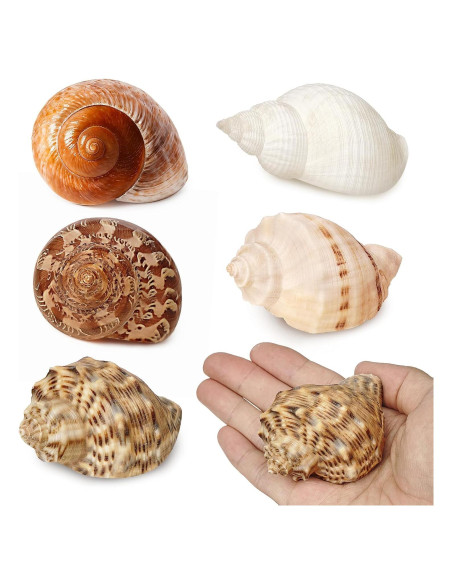 5 Conchas de Cangrejo Ermitaño Naturales 7.6-8.9 cm Fectzuea