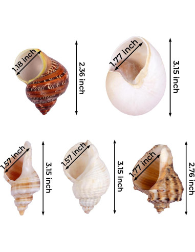 5 Conchas de Cangrejo Ermitaño Naturales 7.6-8.9 cm Fectzuea