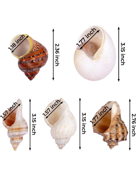 5 Conchas de Cangrejo Ermitaño Naturales 7.6-8.9 cm Fectzuea