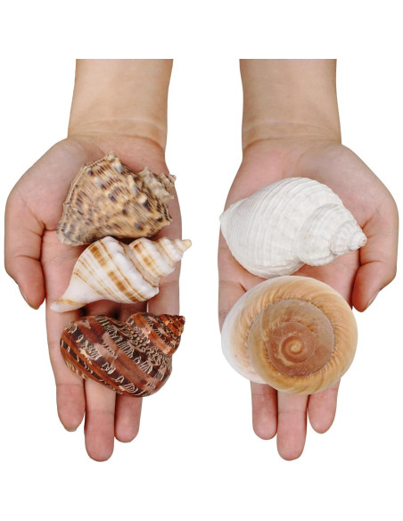 5 Conchas de Cangrejo Ermitaño Naturales 7.6-8.9 cm Fectzuea