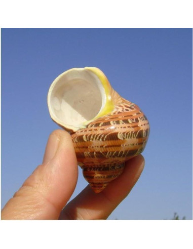 5 Conchas de Cangrejo Ermitaño Naturales 7.6-8.9 cm Fectzuea