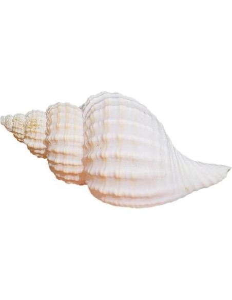 5 Conchas de Cangrejo Ermitaño Naturales 7.6-8.9 cm Fectzuea