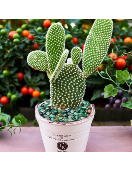 Guijarros Verdes Halatool 2.2kg para Acuarios y Jardinería