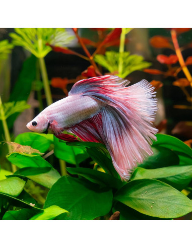 2 Piezas Almohadilla de Hoja Verde Luhaomisky para Betta