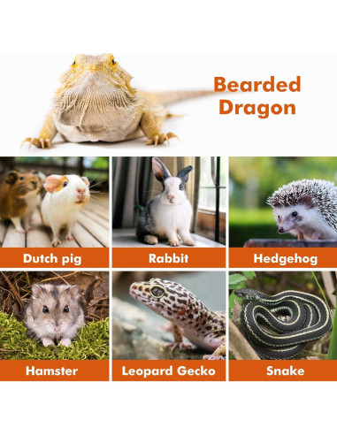 Arnés Ajustable para Lagartija Dragón Barbudo Likzinwa - 4 Tamaños