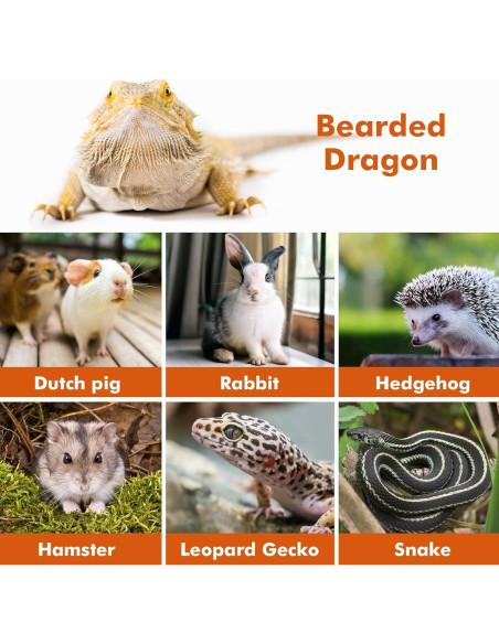 Arnés Ajustable para Lagartija Dragón Barbudo Likzinwa - 4 Tamaños