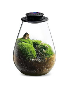 Terrario de Vidrio Xyingshine con Luz LED 19.81 cm para Plantas