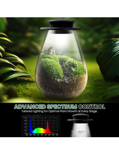 Terrario de Vidrio Xyingshine con Luz LED 19.81 cm para Plantas 2